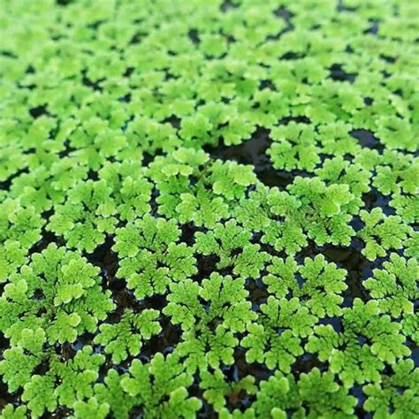 Azolla - Minipura Aqua