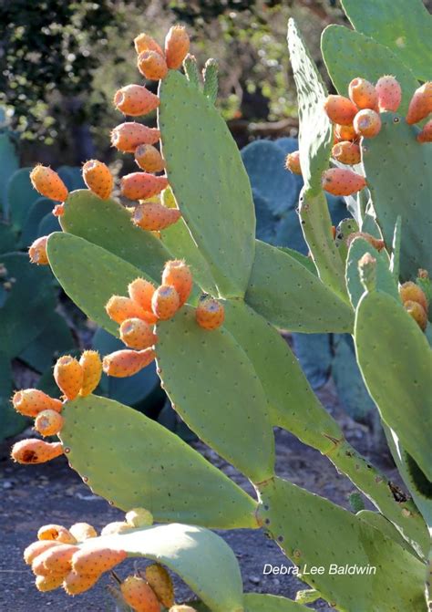 Why Grow Paddle Cacti? DLB's 16 Reasons | Debra Lee Baldwin