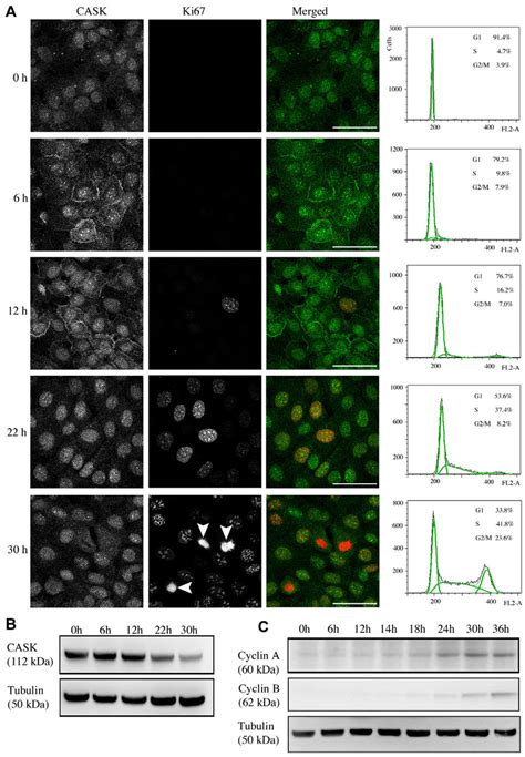 CASK expression in HaCaT keratinocytes upon cellcycle re-entry. (A ...