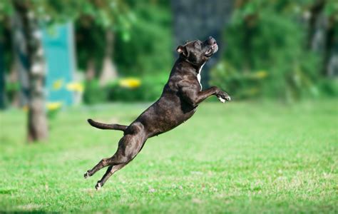 16 Dog Breeds That Jump High And The Highest Jumping Dogs – The ...