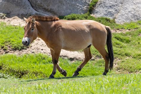 Kurt, el primer caballo de Przewalski clonado, crece en el San Diego ...