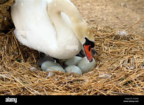 Swan egg on nest hi-res stock photography and images - Alamy