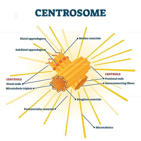 Description: Centrosome organelle medical vector illustration diagram. Centriole with fibers ...