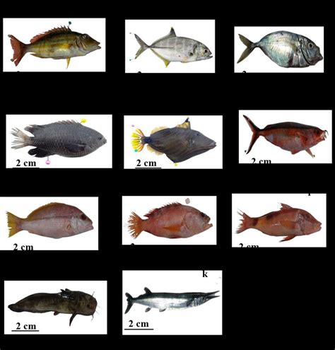 Gambar 4. Jenis-jenis ikan padang lamun stasiun | Download Scientific Diagram