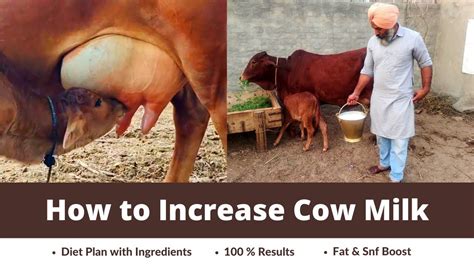 How to Increase Cow Milk | Fat and Snf Tips - YouTube