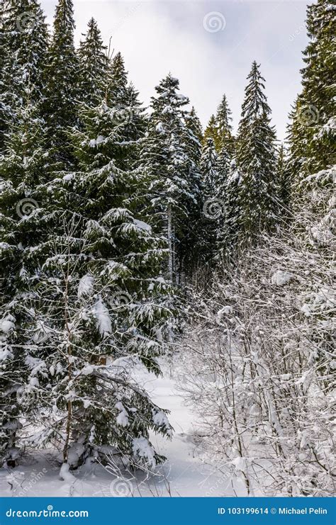 Snowy Spruce Trees in Forest Stock Photo - Image of outdoor, environment: 103199614