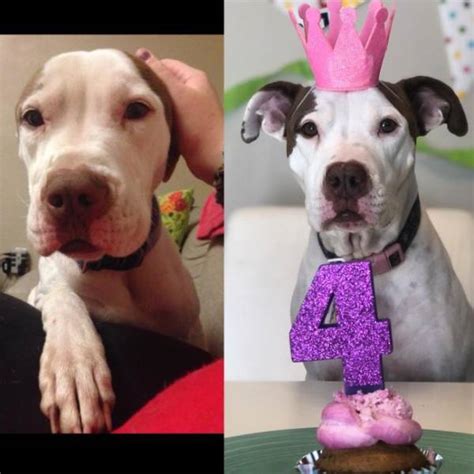 Rescued Animals Before and After (33 pics)