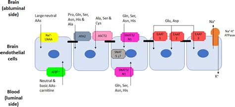 Frontiers | Transport of Amino Acids Across the Blood-Brain Barrier