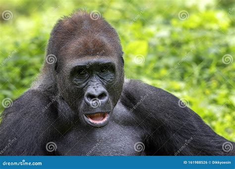 Eastern lowland gorilla stock photo. Image of endemic - 161988526