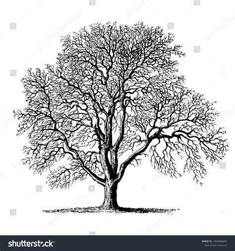 Black Walnut Tree Clip Art