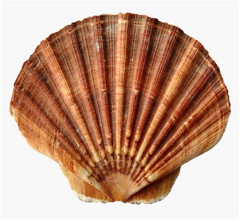 Seashell Png - Sea Shells, Transparent Png , Transparent Png Image - PNGitem