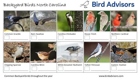 Top 31 Backyard Birds In North Carolina (Free ID Charts)