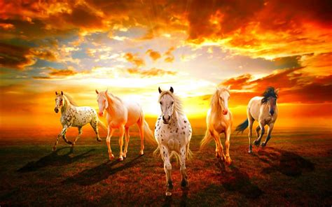 Wild Horses | Hd Desktop Wallpaper