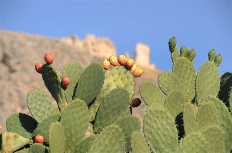 5 Fakta Unik Prickly Pear, Buah Cantik yang Berasal dari Pohon Kaktus