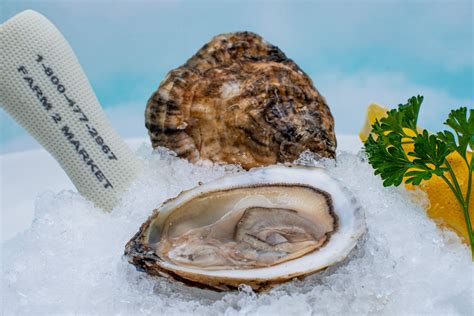 Blue Point Oysters on Sale Now | FARM-2-MARKET