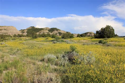 Buttes and Hills across the field at Theodore Roosevelt National Park, North Dakota image - Free ...