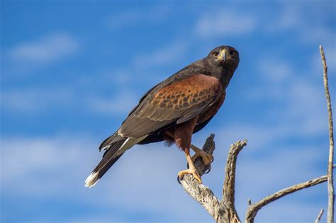 Harris's Hawk @ Sonoran Desert, Arizona. Photo: Håvard Rosenlund ...