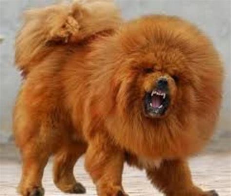 Top 10 Most Expensive Asian Dogs | HubPages