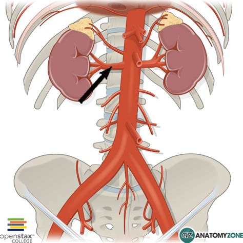 Internal Iliac Artery Branches : Internal Iliac Artery Mnemonic | Abdominal aorta ... / The ...