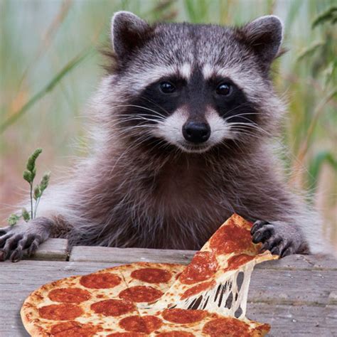 #raccoons on Tumblr