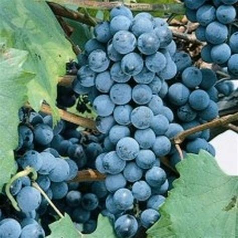 Concord Grape | Star Nursery Garden and Rock Centers