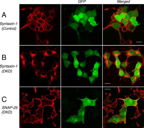 Confocal