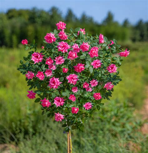 Pink Double Knock Out Rose Tree - PlantingTree