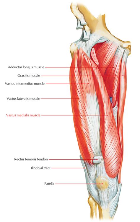 Vastus Medialis – Earth's Lab