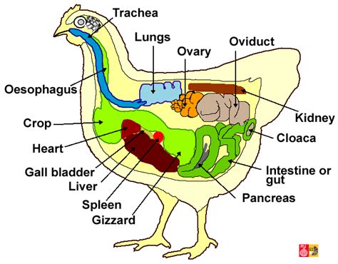 Embryology of chicken