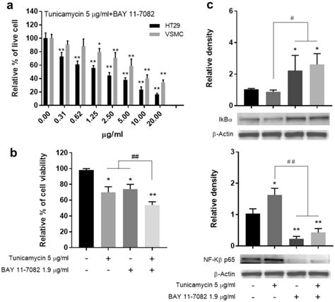 a MTT assay result after Tunicamycin + BAY 11–7082 treatment. b Cell... | Download Scientific ...