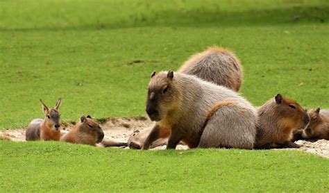 Top 10 Calmest Animals In The World - Red Rock Scenic By Way