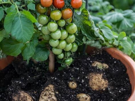 TomTato is the first plant to grow both tomatoes and potatoes | dotTech