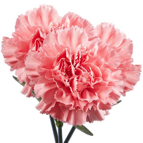 Free photo: Pink carnation flower - Beautiful, Carnation, Close-up ...