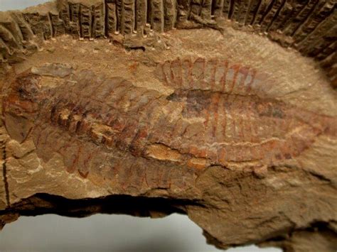 Fuxianhuia protensa Fossils