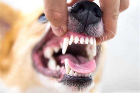 Clean Your Dog's Teeth at Home — Stumps + Rumps in 2021 | Dog teeth, Dog teeth cleaning, Corgi