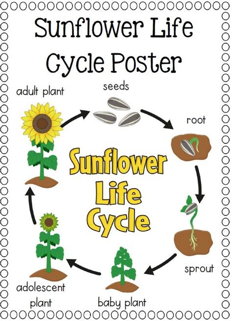 Life Cycles | Sunflower life cycle, Life cycles, Life cycles activities