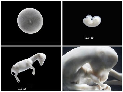 Horse Embryo