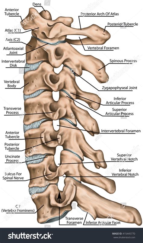 Cervical Spine Structure, Vertebral Bones, Cervical Bones, Anatomy Of ...