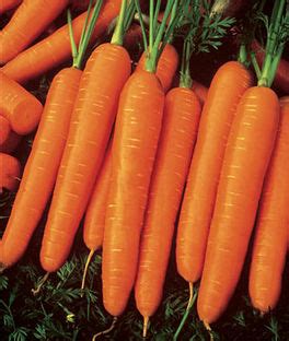 Carrot Varieties, Varieties of Carrots, Types of Carrots