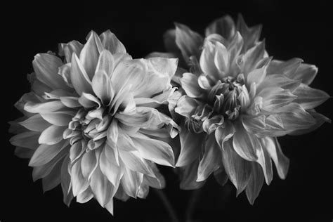 Black and white Dahlia Wall Art Neutral Flower Art Dramatic | Etsy | Fine art photography print ...