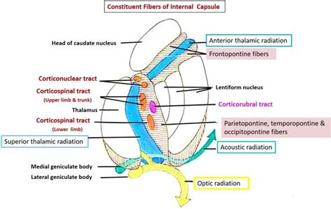 Ascending and descending fibers in internal capsule | Internal capsule, Capsule, Neurology