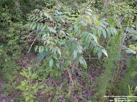 Louisiana Plant ID | Rhus copallinum (winged sumac)