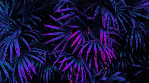 Glow Tropical Leaves Forest In Dark Background HD Beautiful Wallpapers | HD Wallpapers | ID #60614