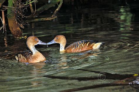 Kissing Ducks | Two Ducks, maybe in Love, at the Florida Aqu… | Flickr