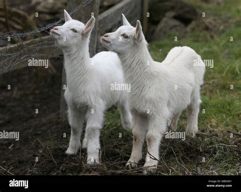 Berminghams hi-res stock photography and images - Alamy