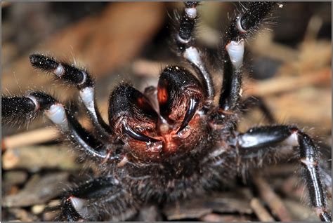 Sydney funnel-web spider - atrax robustus | canon 5d mark ii… | Flickr