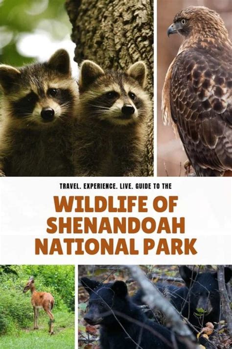 Shenandoah National Park Wildlife Viewing | The National Parks Experience