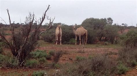 Goldfields' feral camel cull brings 'huge relief' for pastoralists trying to protect water ...