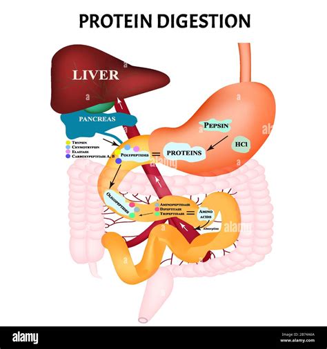 Protein digestion. Protein metabolism. Digestion in the ...