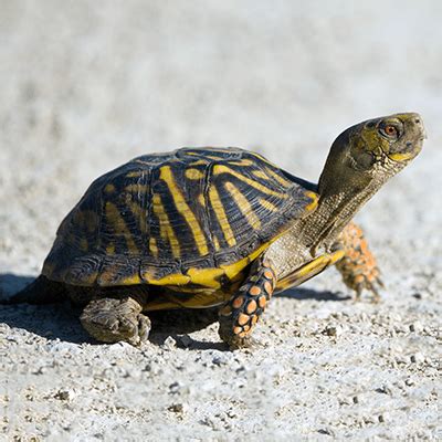 Ornate Box Turtle - Our Animals - Henry Vilas Zoo